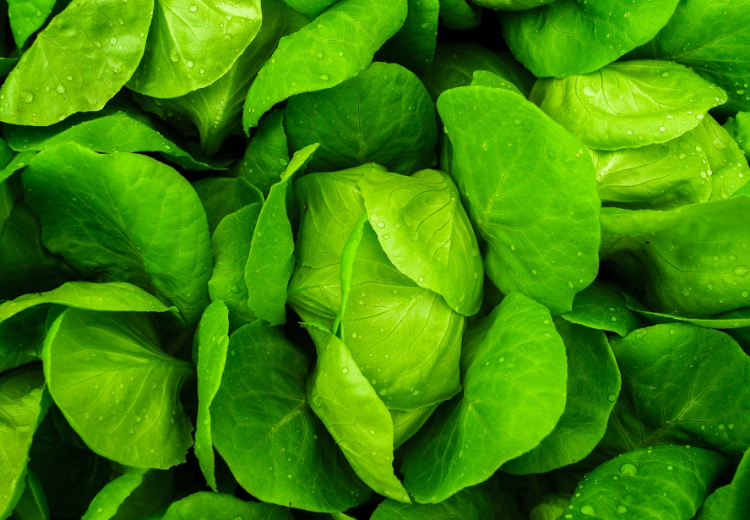 מי שנאסר עליו לאכול אחד ממיני המרור מסיבות רפואיות, כיצד יקיים מצוות אכילת מרור בפסח?